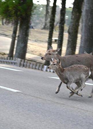 シカが道路に飛び出してくることもある（川地さん提供）