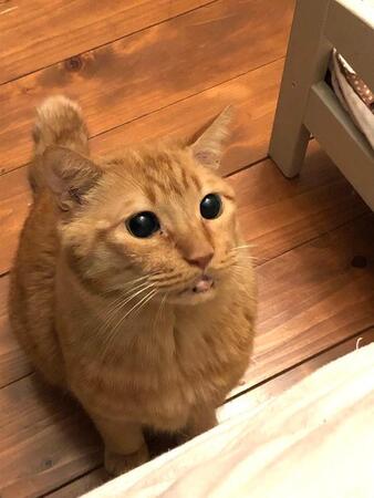 3年前に虹の橋を渡った愛猫…最期は食べられるものを食べさせたいという気持ちをXで発信した飼い主さん（飼い主さん提供）