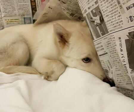 人間と視線を合わさない野犬　初めての共同生活で少しずつ開いた心　「うちにおいで」の吉報が届いた