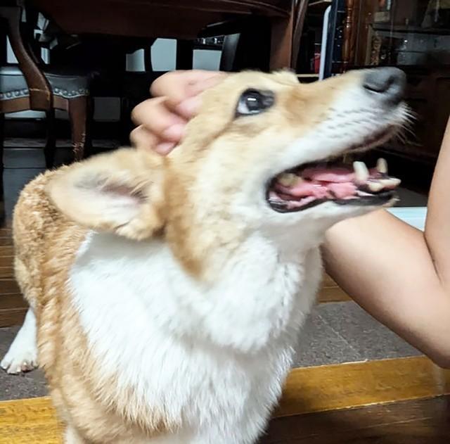 ぱっちりおめめのメスのコーギー・笹ちゃん