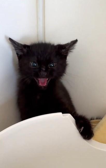 保護した翌日、シャーと威嚇する黒猫(hinataboccoさん提供、Xよりキャプチャ撮影)