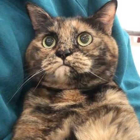 盛れてる時のぼんちゃん（飼い主の「サビ猫三姉妹」さん提供）