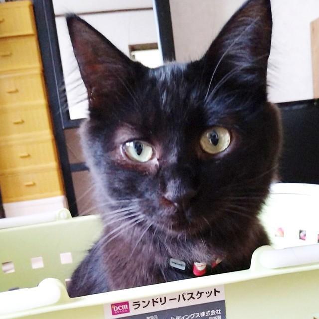 バスケットの中から顔をのぞかせるソワちゃん（画像提供：とうにゅうさん）