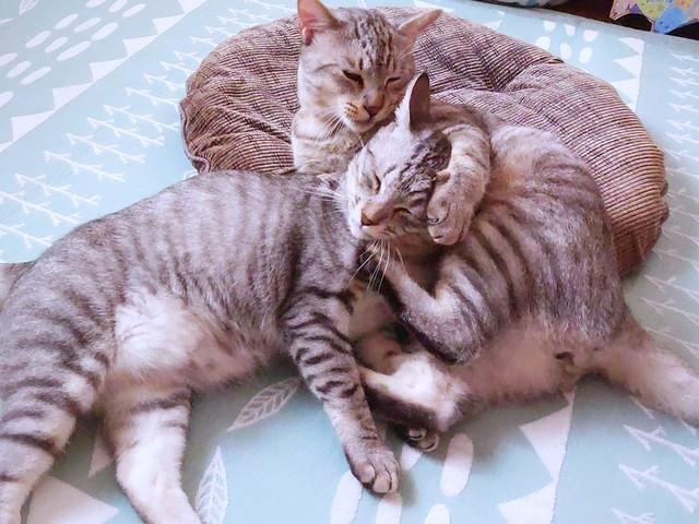 ぴったりとくっ付いて眠るにゃーちゃんとおにいちゃんさん（画像提供：にゃーちゃん＆おにいちゃんさん）