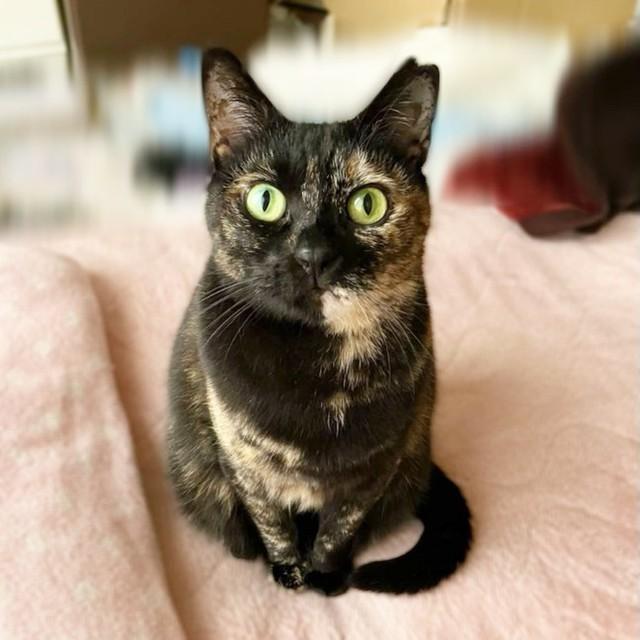 ちょこんとおすわりして飼い主さんを見つめるビビちゃん（画像提供：家の前で保護したサビ猫のビビちゃんさん）