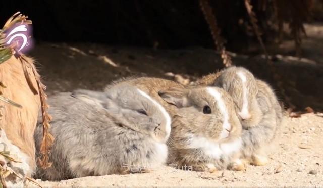ウサギ77匹が不審死した事件が起きた大久野島にはウサギが約500匹生息しているという（写真家中村隆之さん・中村麿矢さん提供、Xよりキャプチャ撮影）