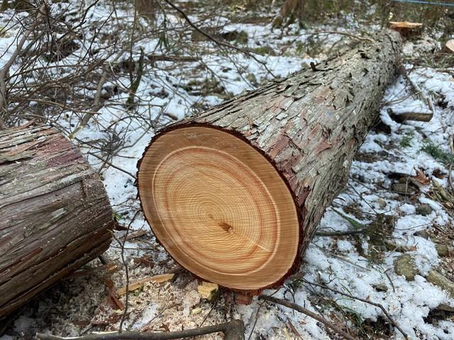 これが上等の国産ヒノキ！（みなぎさん提供）