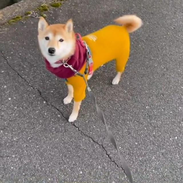 始まってしまった…！（画像提供：豆柴 はなこちゃん　※画像を一部トリミング）