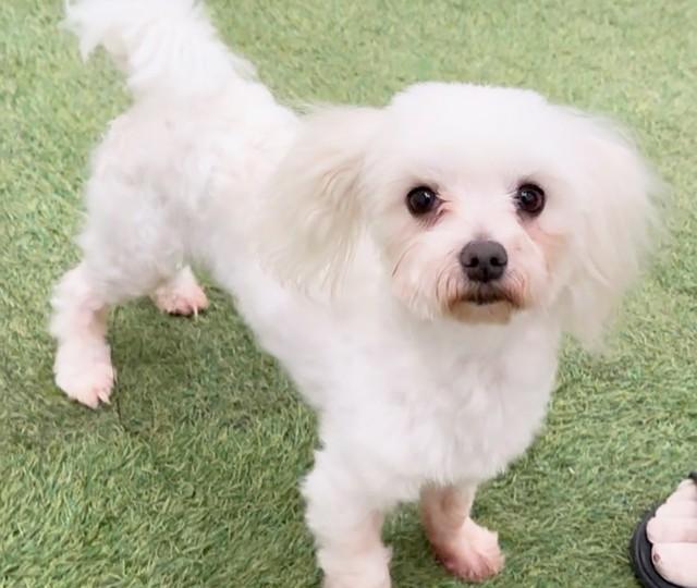 生後2歳にして行き場を失ったところを保護されたメスのマルチーズ・バニラちゃん