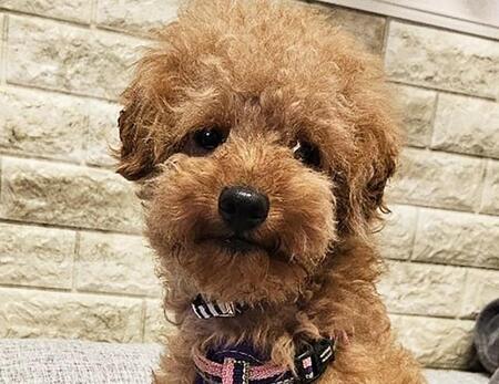 数年間もケージの中 保護されたトイプードルの繁殖犬 持ち前の明るさでピョン跳ねで幸せゲット 大好きなのは飼い主さんの膝の上