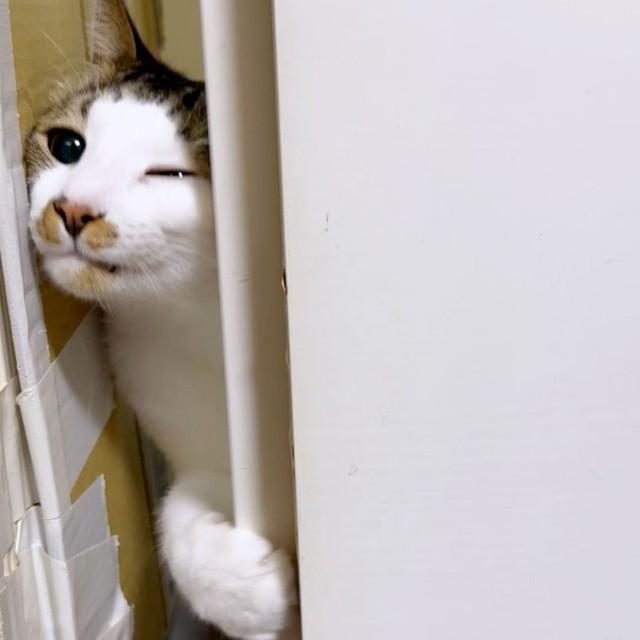 顔をのぞかせるしらすちゃん（画像提供：エルさん）