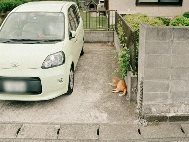 ストリートビューを見ると写り込んでいた猫（suzuriさん投稿から引用）