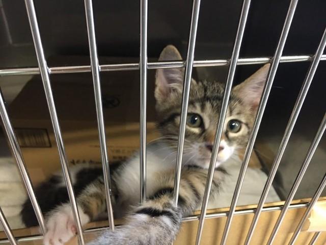 ケージの中から飼い主さんを見上げるまーちゃん（画像提供：保護猫ま～ちゃんさん）