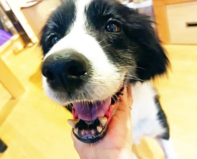 11歳とは思えない元気で明るいボーダーコリーの元繁殖犬、レイ