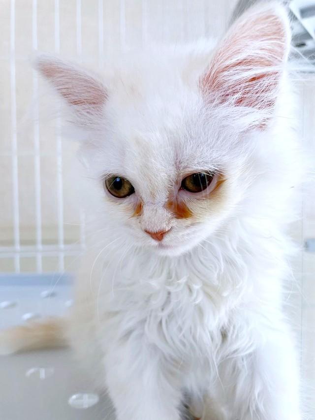 お迎え直後、人見知りでおどおどしていたモナカちゃん（画像提供：“モナカ“ スコティッシュたち耳さん）