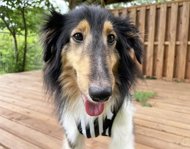 生まれてから2年間繁殖犬としての生活しか知らなかったメスのシェトランド・シープドッグのニコちゃん