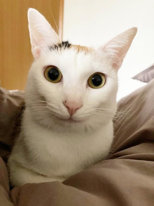 カメラを見つめる雪ちゃん（画像提供：トライカラーさん）