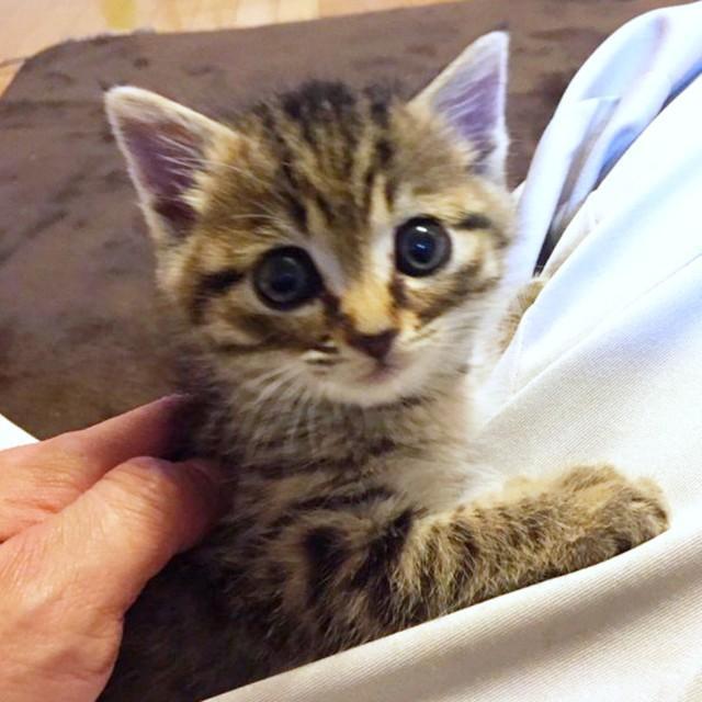 保護当時、とても小さかったレモンちゃん（画像提供：ツンデレのレモンさん）