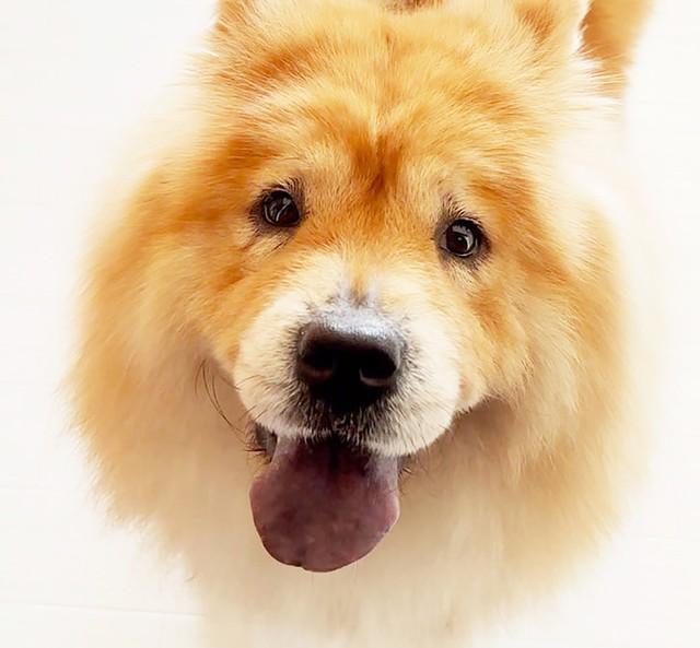 飼育放棄で行き場を失った5歳のチャウチャウ、えりちゃん（メス）