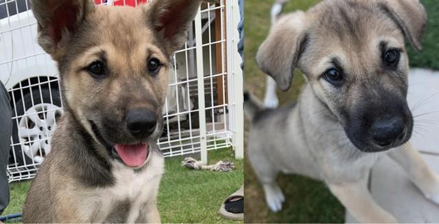 生まれてばかりにして保護団体に迎えられた4匹のうちの2匹、ボン（左）とルー（右）