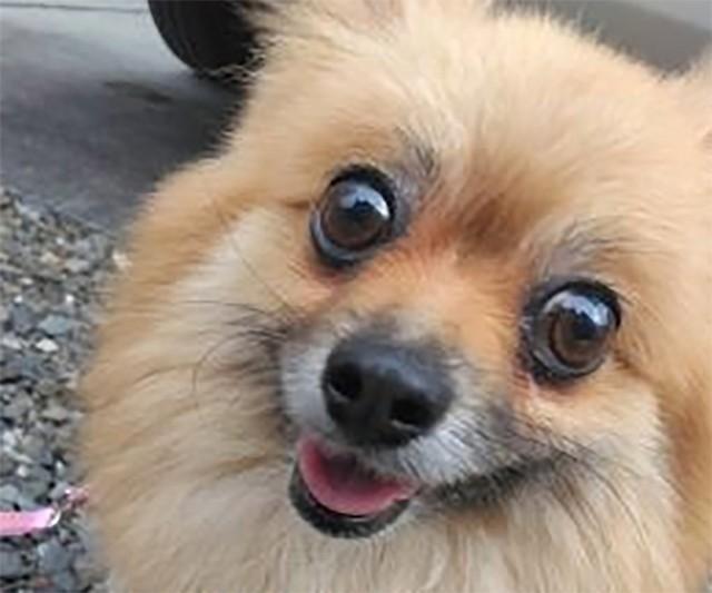 メスのポメラニアンのはるちゃん