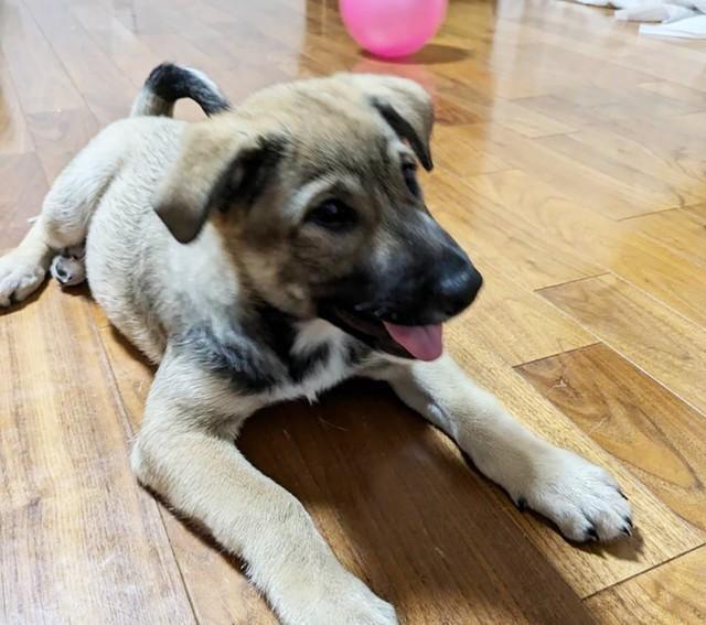 生まれてから引き取り手がいなかったものの、3カ月ほどにして「ずっとのお家」を掴んだポーくん