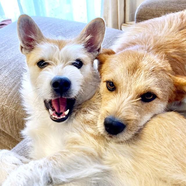 ふたりでくっ付いてくつろぐパフィちゃん（左）とココアくん（右）（画像提供：誠樹ナオさん）