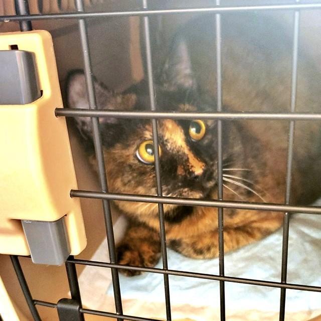 トライアル初日、おうちにやって来たふがしちゃん（画像提供：ふがしちゃん サビ猫さん）