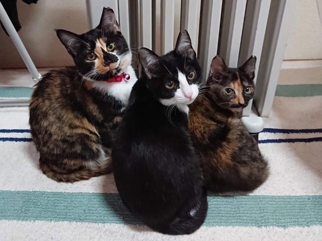 田中さんの愛猫３姉妹。左からチロ、はっちゃん、わさび（いずれもメス、５歳）。いつも癒し、励ましてくれる大切な家族だ（田中さん提供）