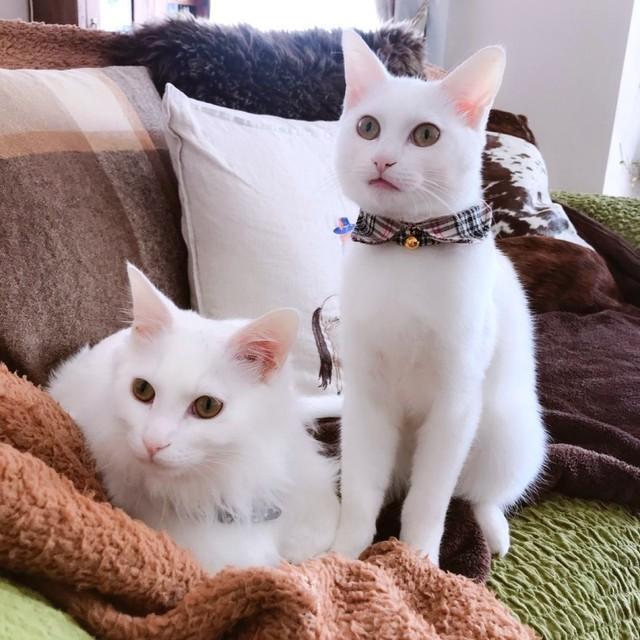 仲良し兄弟ショット♡ 長毛のレオちゃん（左）と短毛のミルちゃん（右）（画像提供：はんびらミルとおとろレオさん）