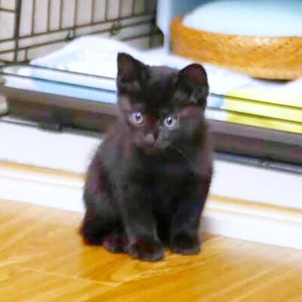 子猫時代、とても小さかったすーちゃん（画像提供：すーちゃんさん）