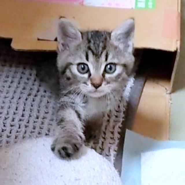 子猫時代、あどけない表情が愛らしいそらくん（画像提供：車で来た猫そらさん）