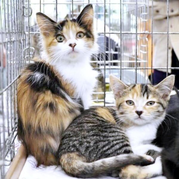 子猫時代、ケージの中で寄り添うチョモちゃん（左）とタンモちゃん（右）（画像提供：ねこねこ空港さん）