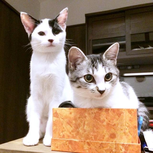 そろって飼い主さんを見つめるくうちゃん（左）とさぶくん（右）（画像提供：猫ねむりzzz..さん）