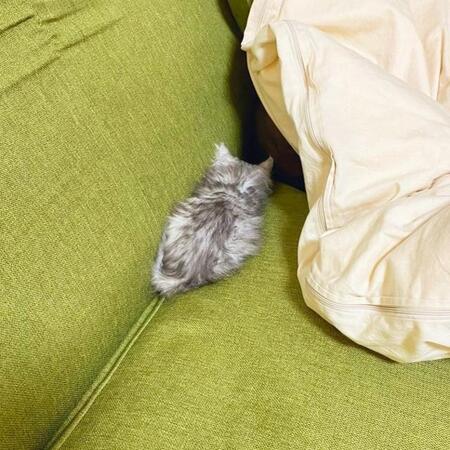 「ウチの猫がまだ毛玉だったころ」ソファの上でちんまり眠る子猫の姿に6.2万件いいね「ちっこいかわいい」「未来はデカい毛玉だよきっと」