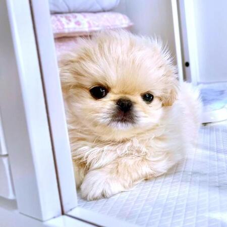 「出ていいの？」ハウスのドアが開いてる…！？ おそるおそる踏み出した子犬の”初めての一歩”に「尊い」「涙が止まらん」→118万回再生の大反響