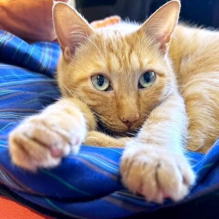 公園に捨てられ、やむなく託された動物病院で半年のケージ生活　先代猫と同じ“短いしっぽ”を持つ猫に、飼い主が感じた運命とは