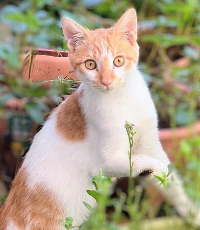 庭に現れた小さな子猫は右手に異変…引きずり出血する姿に「この子は外では生きていけない」　保護して里親探しをしていたはずが、気づけば家族に