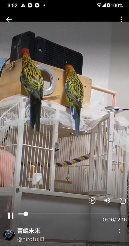 室内にいた鳥たち（XユーザーAさん提供）