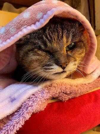 10歳の息子が救った、棒でいじめられていた子猫　「助けてほしい」と泣きながら連れて帰ってきた日　22歳目前の長寿猫となるまでの愛の物語