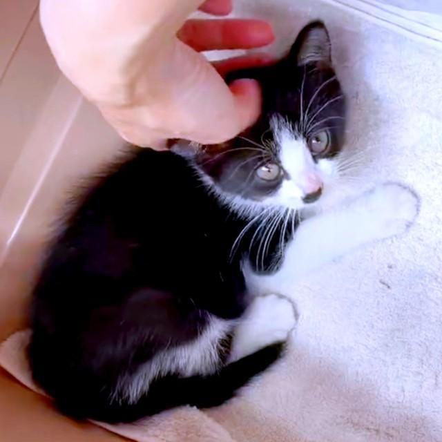 子猫時代、お迎えしてまもないころの小さなかごめちゃん（画像提供：minato.kさん）