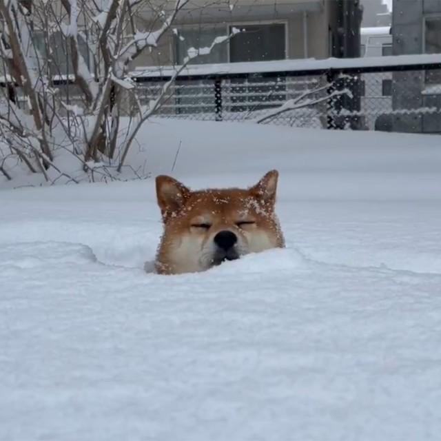 雪が大好きだという柴犬さん（画像提供：柴2匹と3人で生きていきます。さん　※動画よりキャプチャ、画像を一部トリミング）