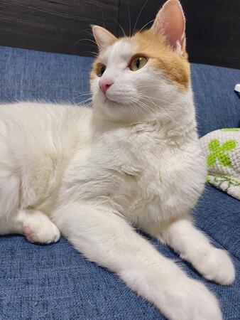 「愛猫をお風呂に入れる？入れない？」飼い主の疑問にいろんな意見が→「洗わない」「2～3ヶ月に1回」「蒸しタオルで」