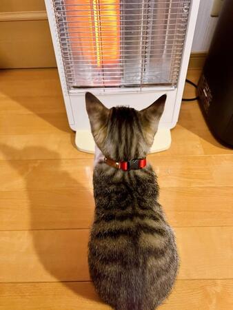 生まれて初めてストーブの暖かさを知った子猫　小さな背中に「いい距離感だ、センスある」