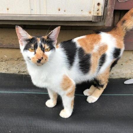 納屋に現れ出産した三毛猫 “家猫レベルゼロ”から甘えてくれるようになるまで 3年の歳月で築いた深い絆