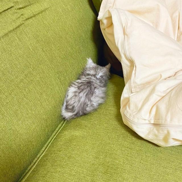 お迎えから数日後、ソファで眠るすぴさん（画像提供：すぴさん）