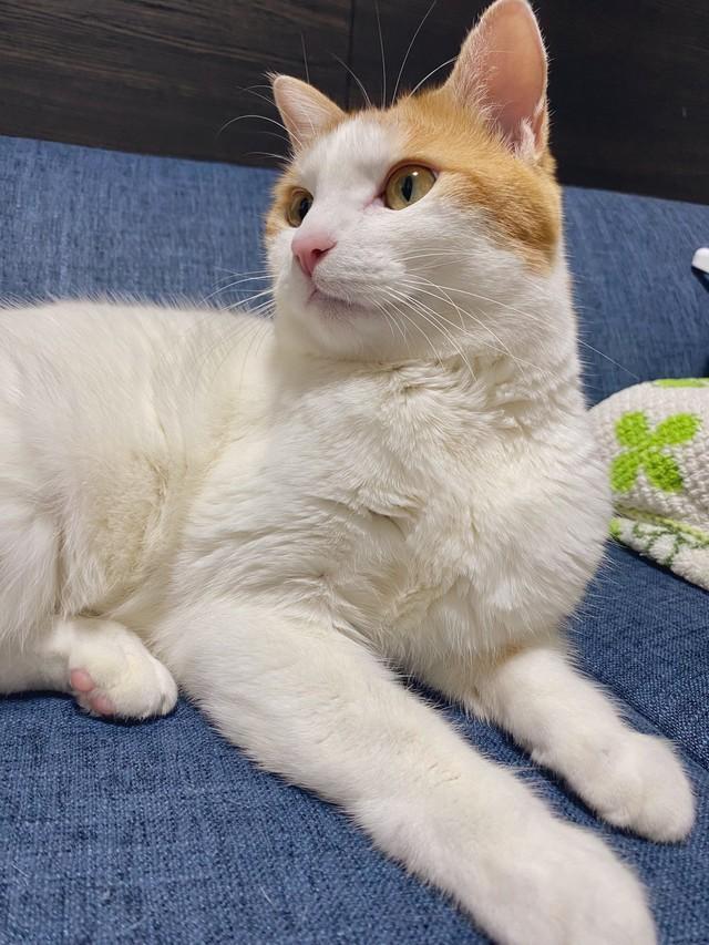 お風呂はどれくらいの頻度で入れていますか？猫の飼い主がSNSで質問した投稿が話題に（飼い主さん提供）