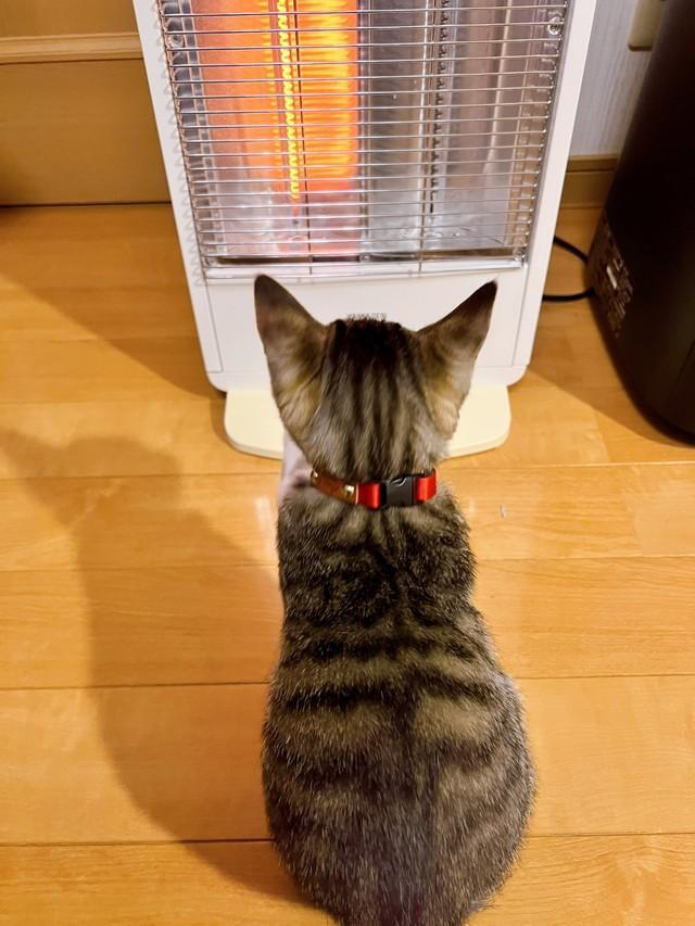 電気ストーブの暖かさを知ってしまった子猫がXで話題に（「Kamui_310」さん提供）