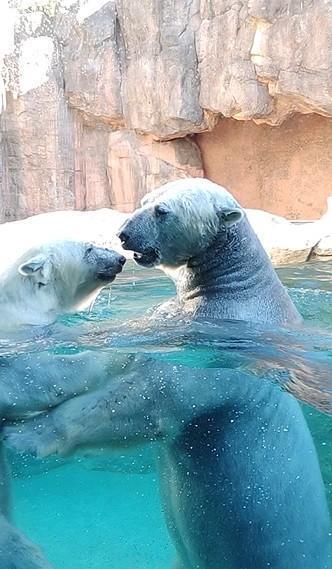 バニラ♡ロッシー