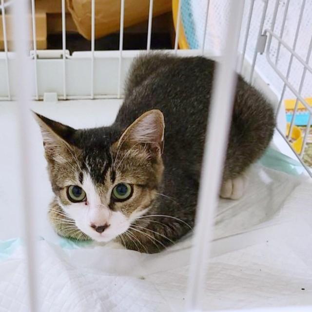 【ビフォー写真】子猫時代、ケージの中で様子をうかがうあずきちゃん（画像提供：鬼檸檬さん）